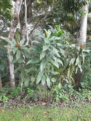 Costus