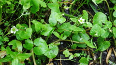 Caltha natans