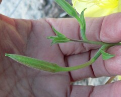 Oenothera primiveris