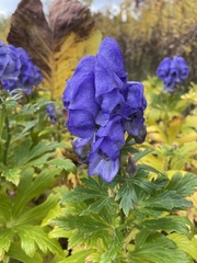 Aconitum napellus