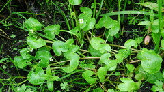 Caltha natans