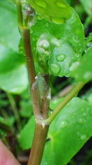 Caltha natans