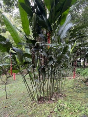 Heliconia rostrata