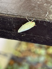 Rugosana querci