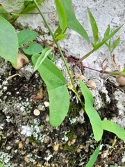 Decaloba