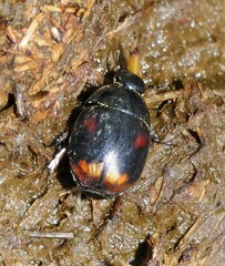 Sphaeridium scarabaeoides