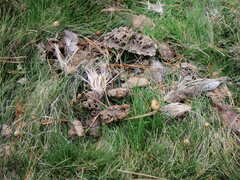 Psilocybe semilanceata