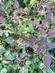 Bidens vulgata