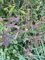 Bidens vulgata