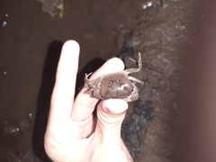 Parathelphusa convexa