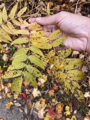Sorbaria sorbifolia