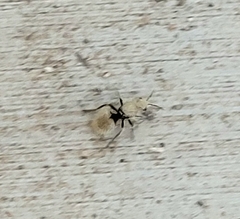 Dasymutilla eminentia