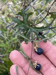 Passiflora tenuiloba