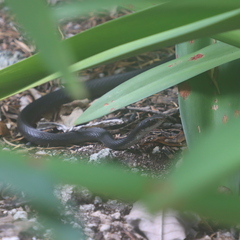 Coluber constrictor paludicola