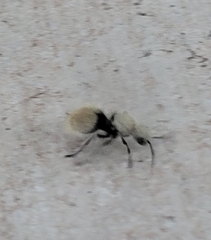 Dasymutilla eminentia