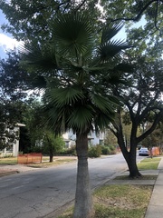 Washingtonia robusta