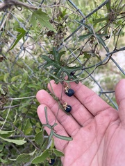 Passiflora tenuiloba