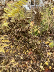 Sorbaria sorbifolia