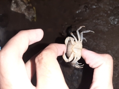 Parathelphusa convexa