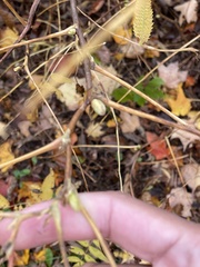 Sorbaria sorbifolia