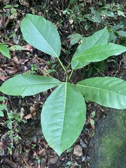 Ficus trigonata