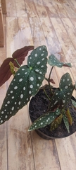 Begonia maculata