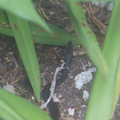 Coluber constrictor paludicola