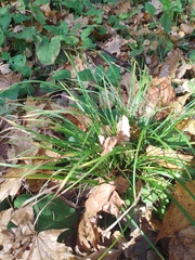 Carex digitata