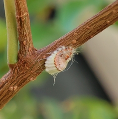 Monophlebidae