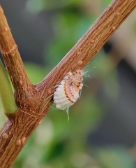 Monophlebidae