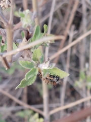 Austroeupatorium inulifolium