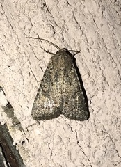 Protorthodes alfkenii