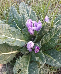 Mandragora autumnalis