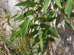 Senna corymbosa