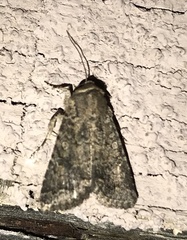 Protorthodes alfkenii