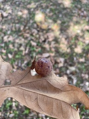 Atrusca quercuscentricola