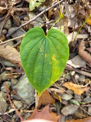 Dioscorea villosa