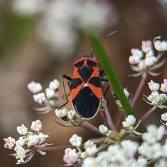 Tropidothorax leucopterus
