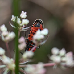 Tropidothorax leucopterus