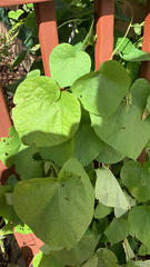 Aristolochia macrophylla