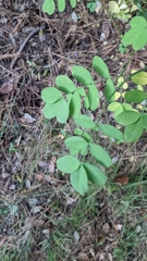 Hippocrepis emerus