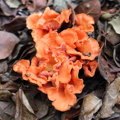 Cantharellus coccolobae