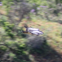 Geranoaetus melanoleucus
