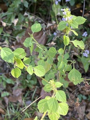 Hyptis mutabilis