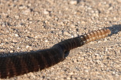 Crotalus cerberus