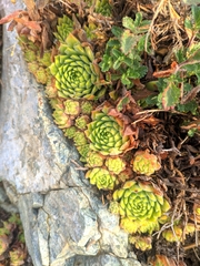 Sempervivum
