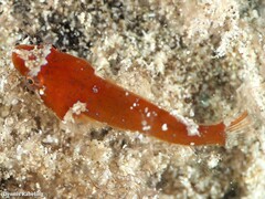 Apletodon