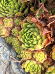 Sempervivum