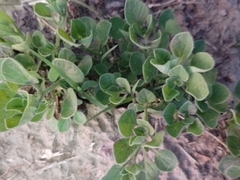 Salpichroa origanifolia