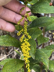 Solidago rugosa